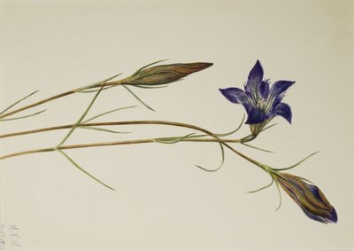 Genziana porfirio, 1923 da Mary Vaux Walcott