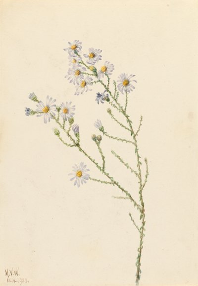 Aster di Pineland Aster squarrosus da Mary Vaux Walcott