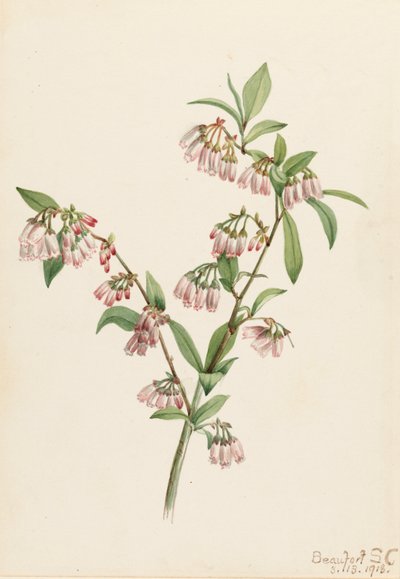 Mirtillo di Pineland Vaccinium tenellum da Mary Vaux Walcott