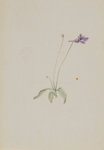 Pinguicula vulgaris da Mary Vaux Walcott