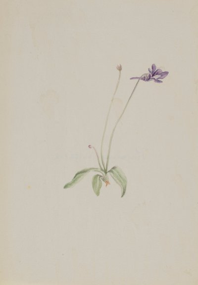 Pinguicula vulgaris, ca. primi anni 1930 da Mary Vaux Walcott