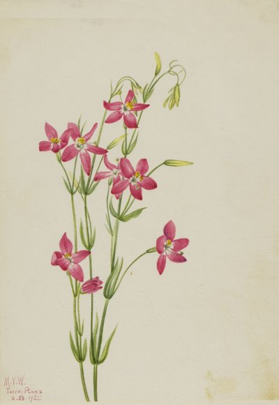 Centaurium rosa Centaurium venustum, 1925 da Mary Vaux Walcott