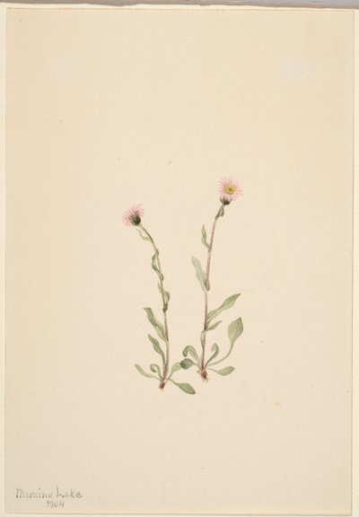Flebo rosa (Erigeron jucundus) da Mary Vaux Walcott