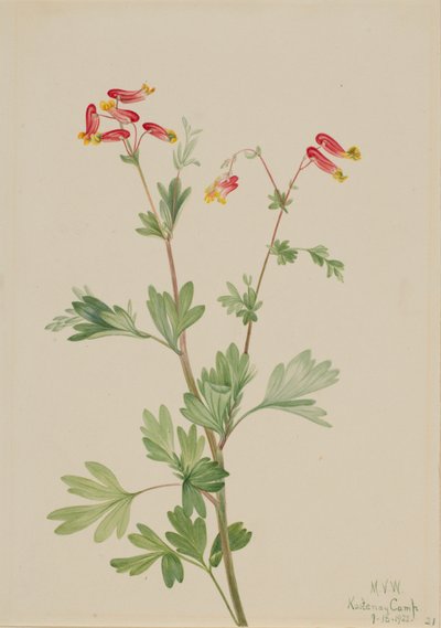 Fumeroot rosa Capnoides sempervirens da Mary Vaux Walcott