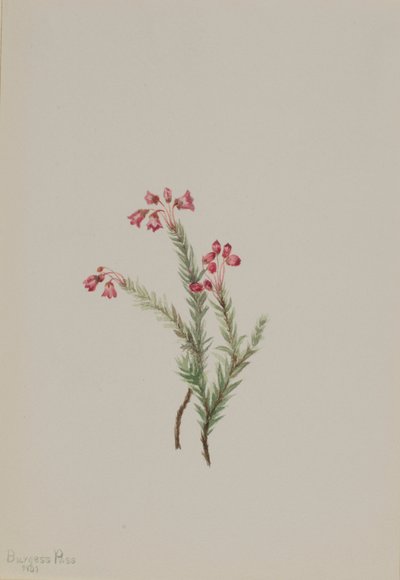 Erica rosa (Phyllodoce empetriformis) da Mary Vaux Walcott