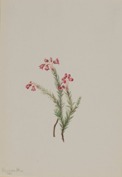 Erica rosa Phyllodoce empetriformis, 1901 da Mary Vaux Walcott
