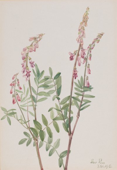 Hedysarum rosa Hedysarum americanum, 1918 da Mary Vaux Walcott