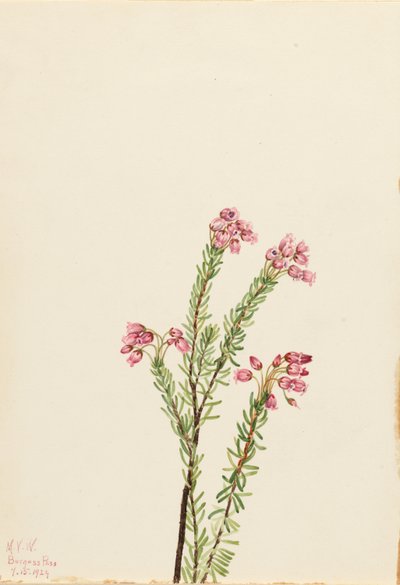 Erica rosa di montagna (Phyllodoce empetriformis) da Mary Vaux Walcott