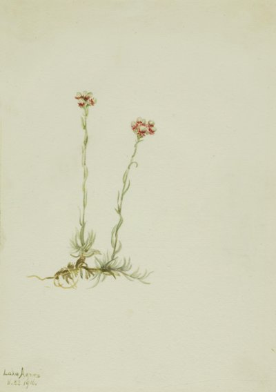 Fichette rosa (Antennaria rosea) da Mary Vaux Walcott