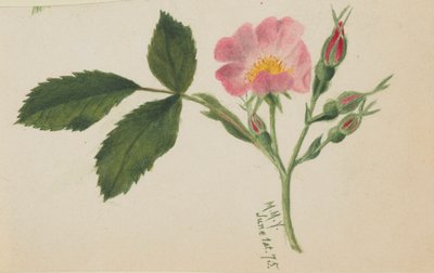 Rosa Rosa da Mary Vaux Walcott