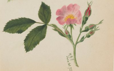 Rosa rosa, 1875 da Mary Vaux Walcott