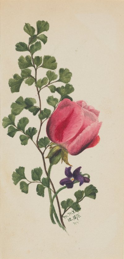 Rosa rosa con viola da Mary Vaux Walcott