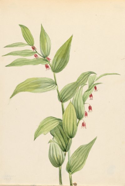 Gambo ritorto rosa (Streptopus curvipes) da Mary Vaux Walcott