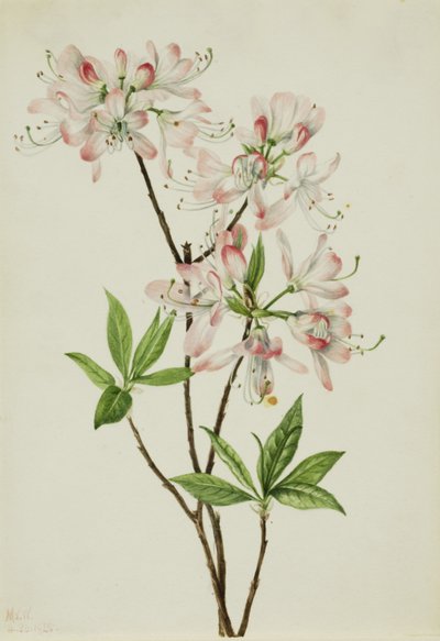 Azalea a guscio rosa (Azalea vaseyi) da Mary Vaux Walcott