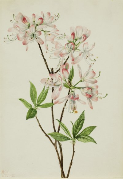 Azalea Pinkshell Azalea vaseyi, 1925 da Mary Vaux Walcott