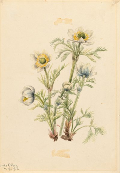Plume Anemone (Pulsatilla occidentalis) da Mary Vaux Walcott
