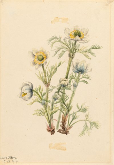 Anemone piumato Pulsatilla occidentalis, 1917 da Mary Vaux Walcott