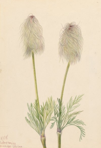 Plume Anemone Pulsatilla occidentalis, 1923 da Mary Vaux Walcott