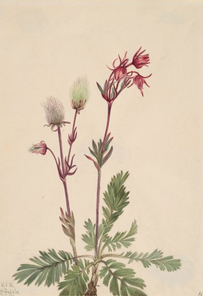 Prairie-Smoke Sieversia ciliata, 1921 da Mary Vaux Walcott