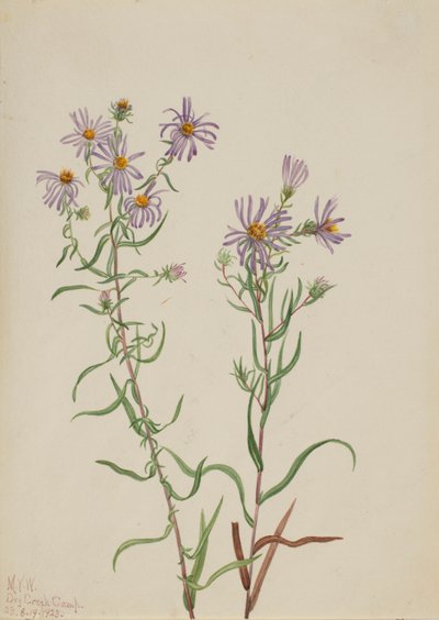 Aster delle praterie (Aster campestris) da Mary Vaux Walcott