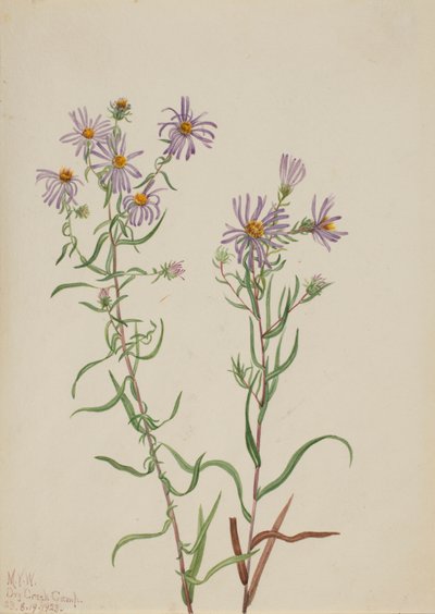 Aster della prateria Aster campestris, 1923 da Mary Vaux Walcott