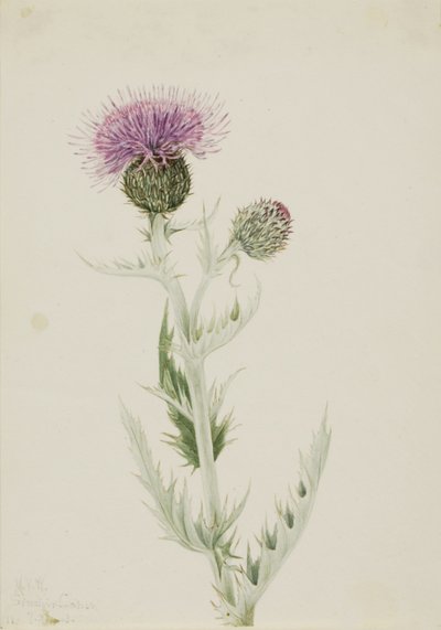 Cardo delle praterie (Cirsium undulatum) da Mary Vaux Walcott