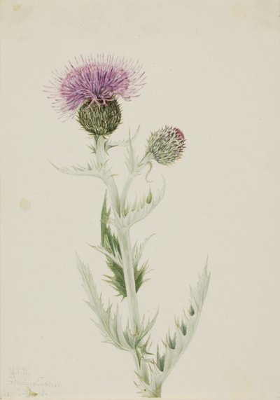 Cardo delle praterie Cirsium undulatum, 1923 da Mary Vaux Walcott