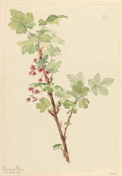 Ribes d