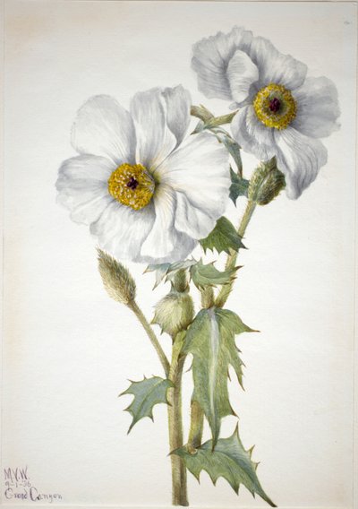 Papavero spinoso Argemone hispida, 1936 da Mary Vaux Walcott