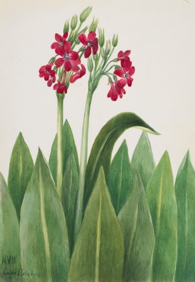 Primula parryi, 1938 da Mary Vaux Walcott