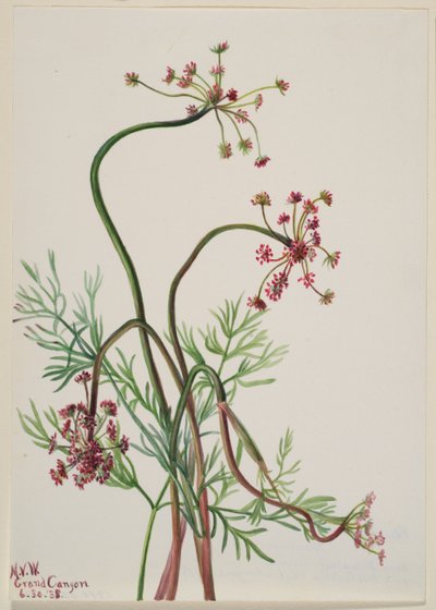 Pseudocymopterus montanus da Mary Vaux Walcott