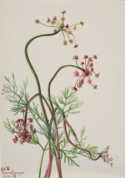 Pseudocymopterus montanus, 1938 da Mary Vaux Walcott