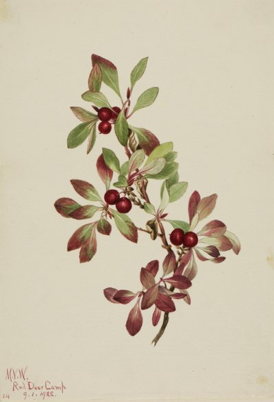 Bacche di pernice bianca (Arctous alpina) da Mary Vaux Walcott
