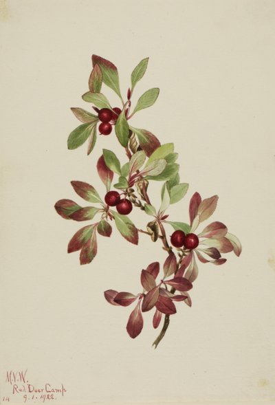 Uva ursina Arctous alpina, 1922 da Mary Vaux Walcott