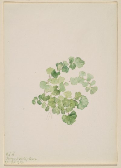 Puccoon (Lithospermum ruderale) da Mary Vaux Walcott