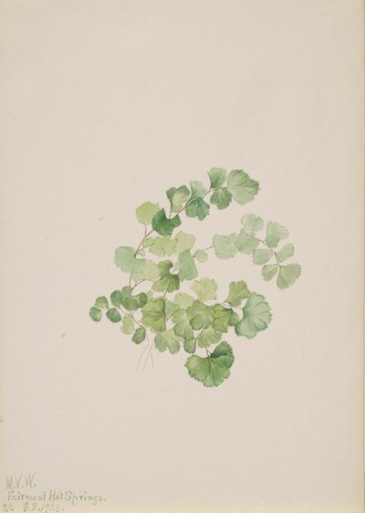 Puccoon Lithospermum ruderale, 1923 da Mary Vaux Walcott