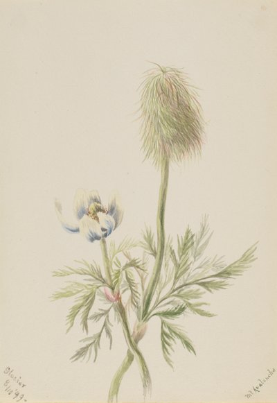 Pulsatilla occidentalis da Mary Vaux Walcott