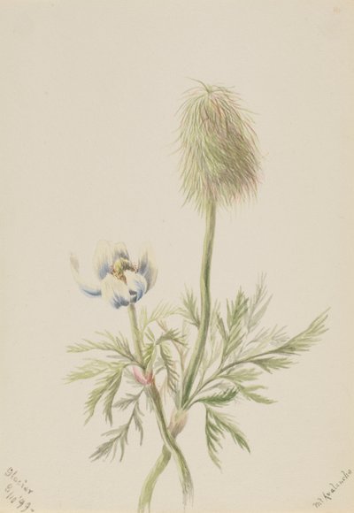 Pulsatilla occidentalis, 1899 da Mary Vaux Walcott