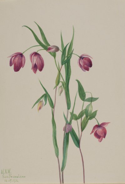Lanterna delle fate viola (Calochortus anoenum) da Mary Vaux Walcott