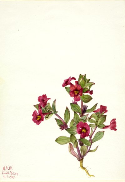 Fiore di scimmia viola Mimulus bigelovii, 1935 da Mary Vaux Walcott