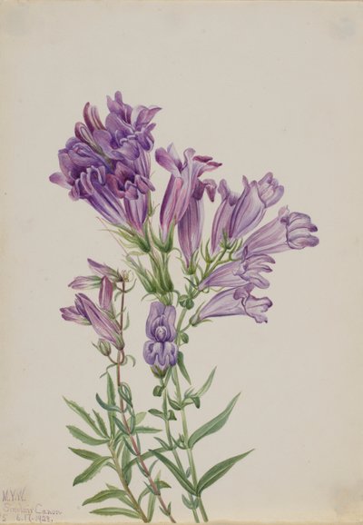 Pentstemon viola (Pentstemon lyallii) da Mary Vaux Walcott