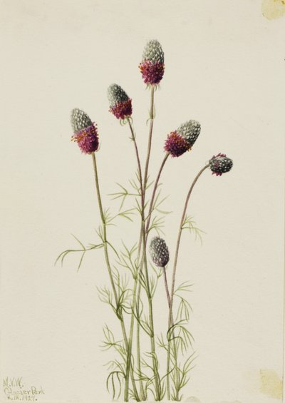 Prairieclover viola (Petalostemon purpureum) da Mary Vaux Walcott