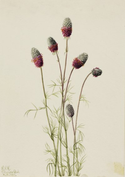 Trifoglio della prateria viola Petalostemon purpureum da Mary Vaux Walcott