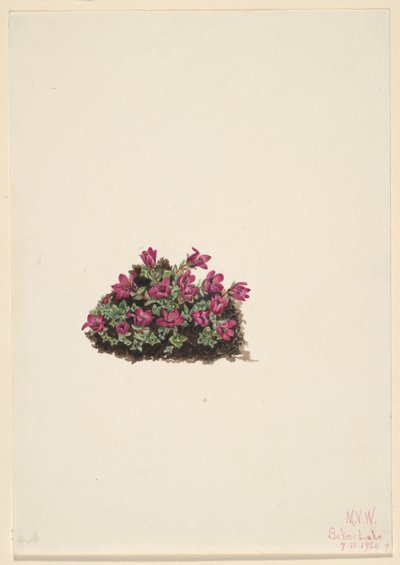 Sassifraga viola (Saxifraga oppositifolia) da Mary Vaux Walcott