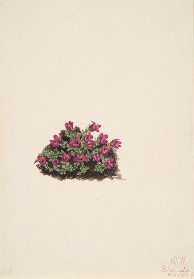 Sassifraga purpurea da Mary Vaux Walcott