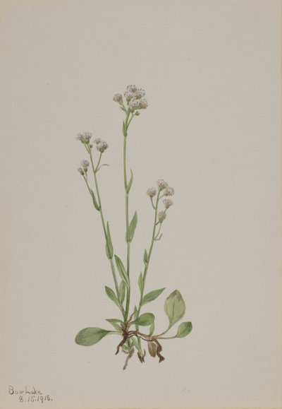 Pussy-Toes (Antennaria racemosa) da Mary Vaux Walcott