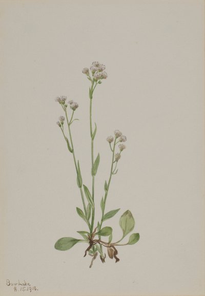 Antennaria racemosa da Mary Vaux Walcott