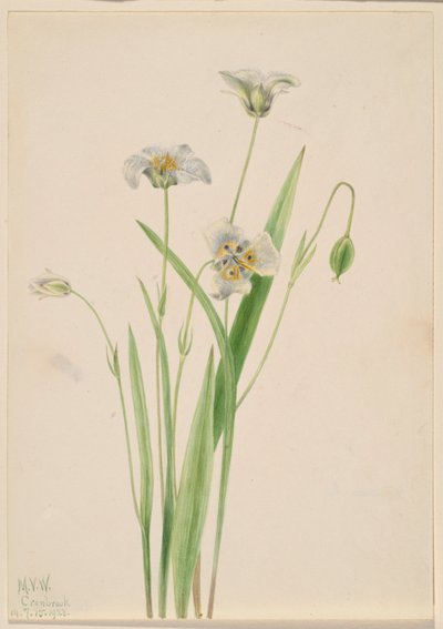 Orecchie di gatto (Calochortus elegans) da Mary Vaux Walcott