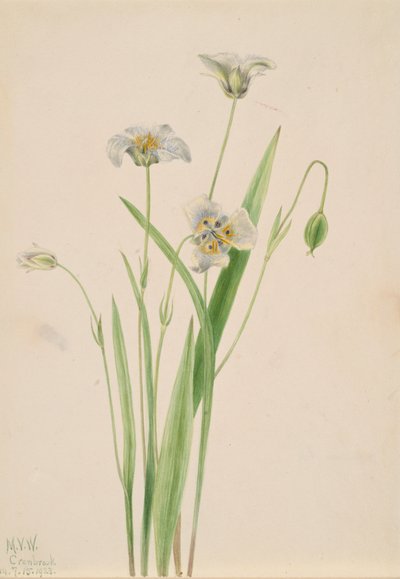Pussy-ears Calochortus elegans, 1923 da Mary Vaux Walcott