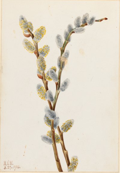 Salice delle passere (Salix discolor) da Mary Vaux Walcott